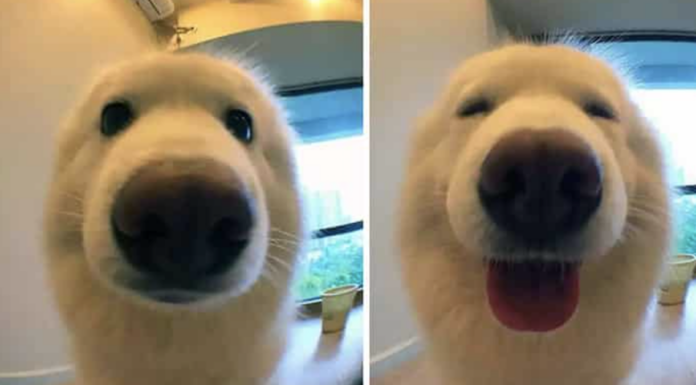 What Is A Male Dog Called and 5 Ways It is Good for You what-is-a-male-dog-called-good-for-you