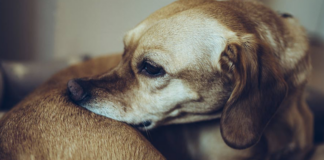 5 Home Remedies for Dogs with Dry Skin home-remedies-for-dogs-with-dry-skin