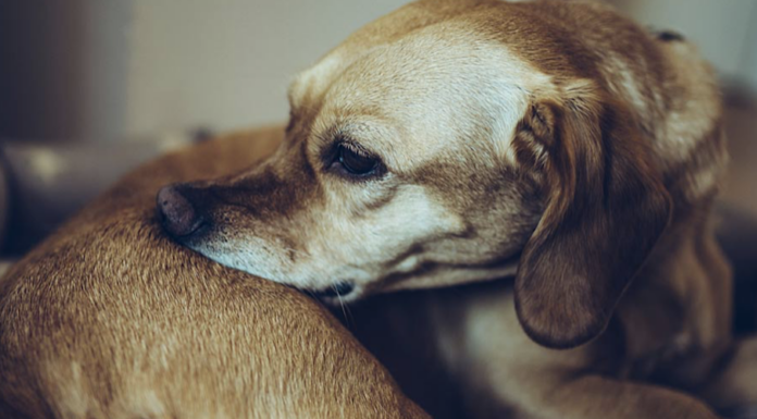 home-remedies-for-dogs-with-dry-skin