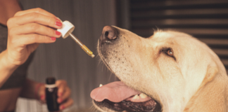 6-potential-health-benefits-cbd