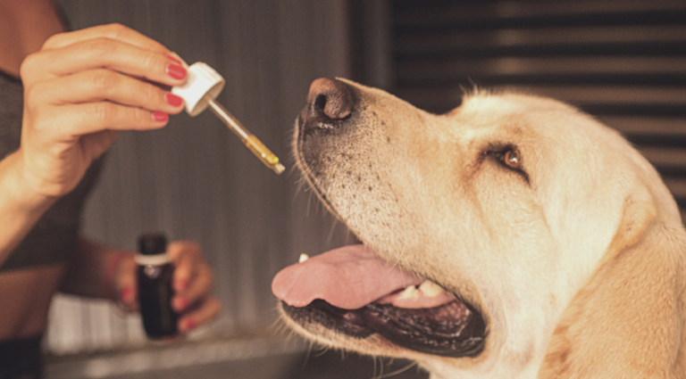 6-potential-health-benefits-cbd