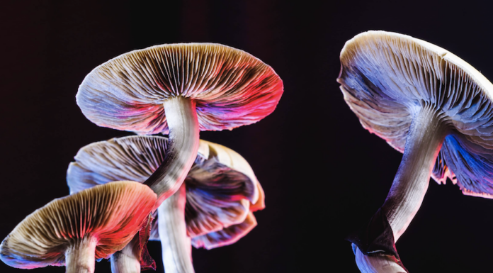 5 Ways How To Safely Take Off For Your First Shroom Trip 5-ways-how-to-first-shroom-trip