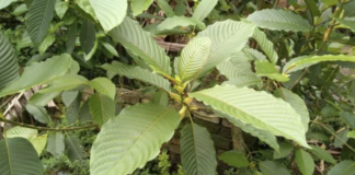 things-to-know-if-you-are-buying-kratom