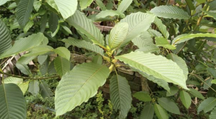 6 Things to Know If You are Buying Kratom for Wholesale things-to-know-if-you-are-buying-kratom