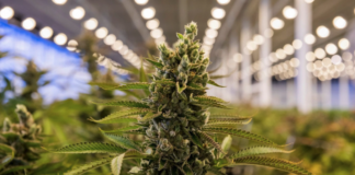 how-cannabis-and-delta-8-products-are-different