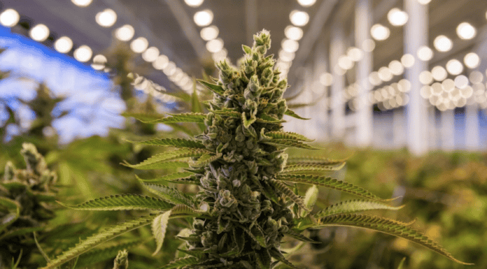 Here's How Cannabis and Delta 8 products are different from (and similar to) one another? how-cannabis-and-delta-8-products-are-different