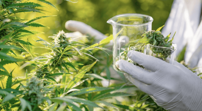 Is CBD Really Safe For Daily Use? is-cbd-safe-daily
