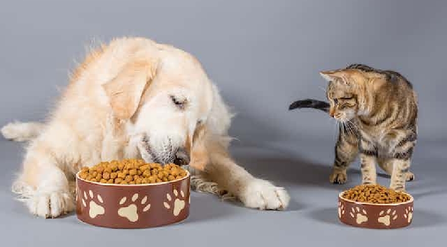 protein in pet food