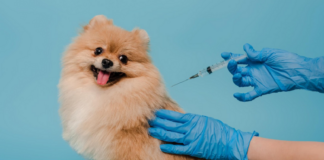 difference-between-core-vaccinations-and-non-core-vaccinations-for-dogs