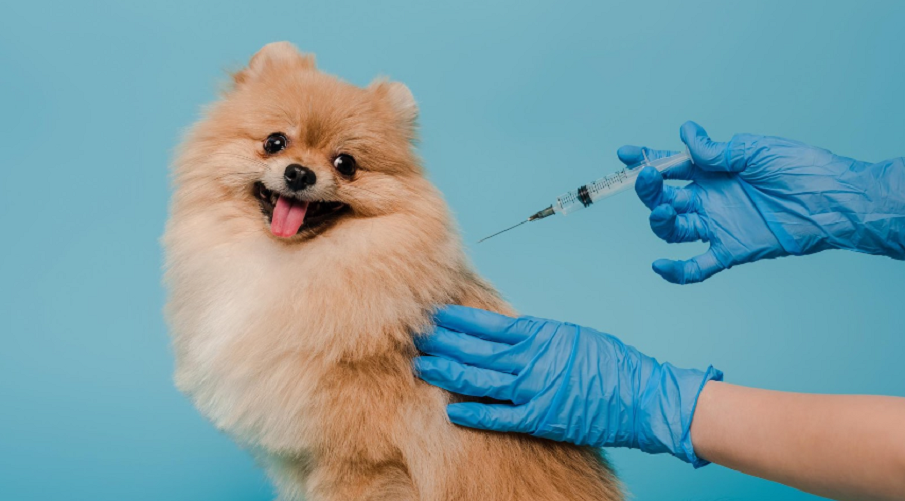 difference-between-core-vaccinations-and-non-core-vaccinations-for-dogs