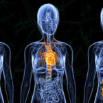 How to Balance and Align the Three Brains