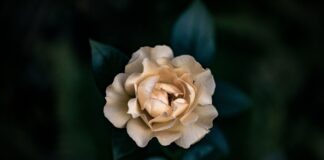 perfumes-inspired-by-spring