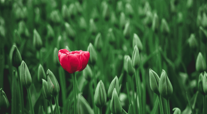 Thrive-as-a-Neurodivergent-In-Your-Career