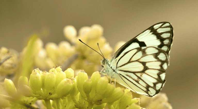 Tapas Through Yoga, Pranayama, and Asana: A Journey of Purification and Discovery